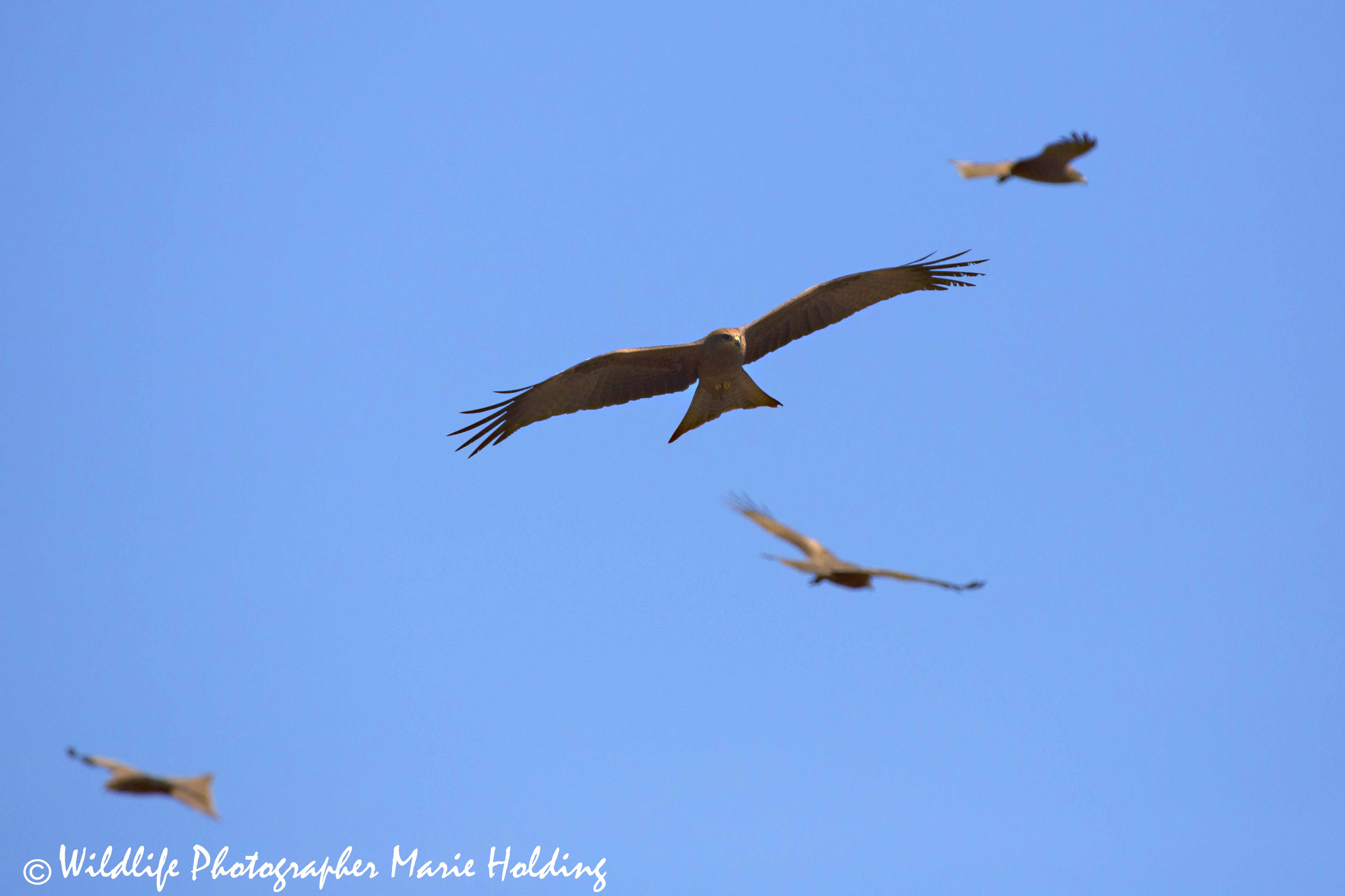 Black Kite